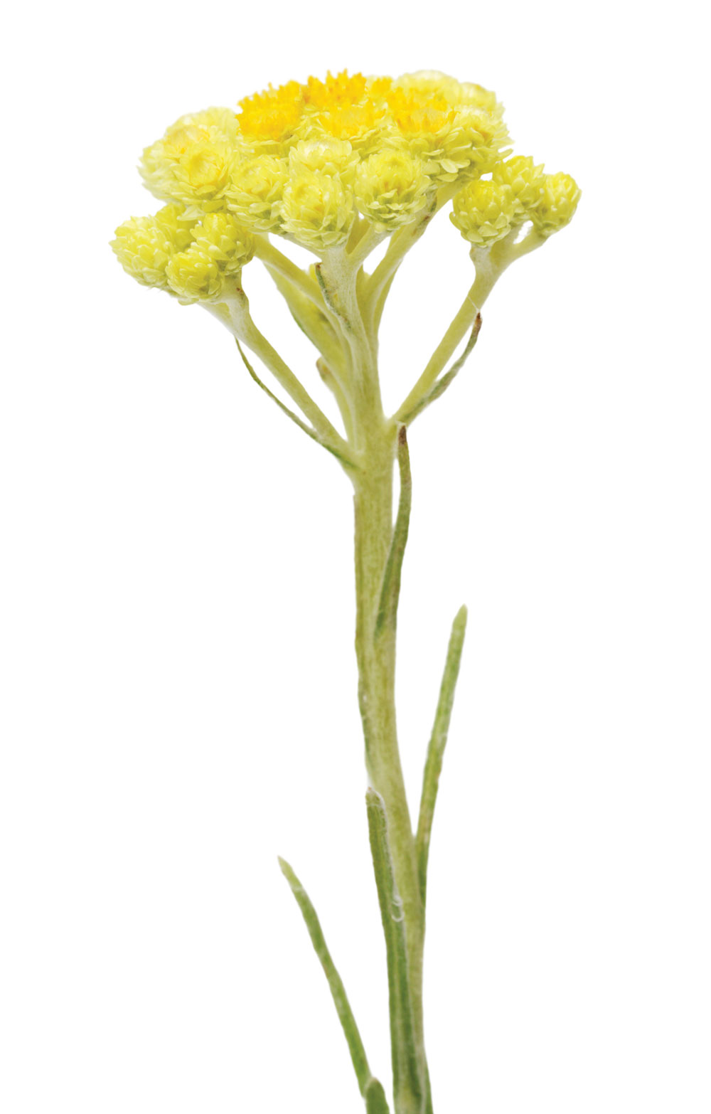 Helichrysum