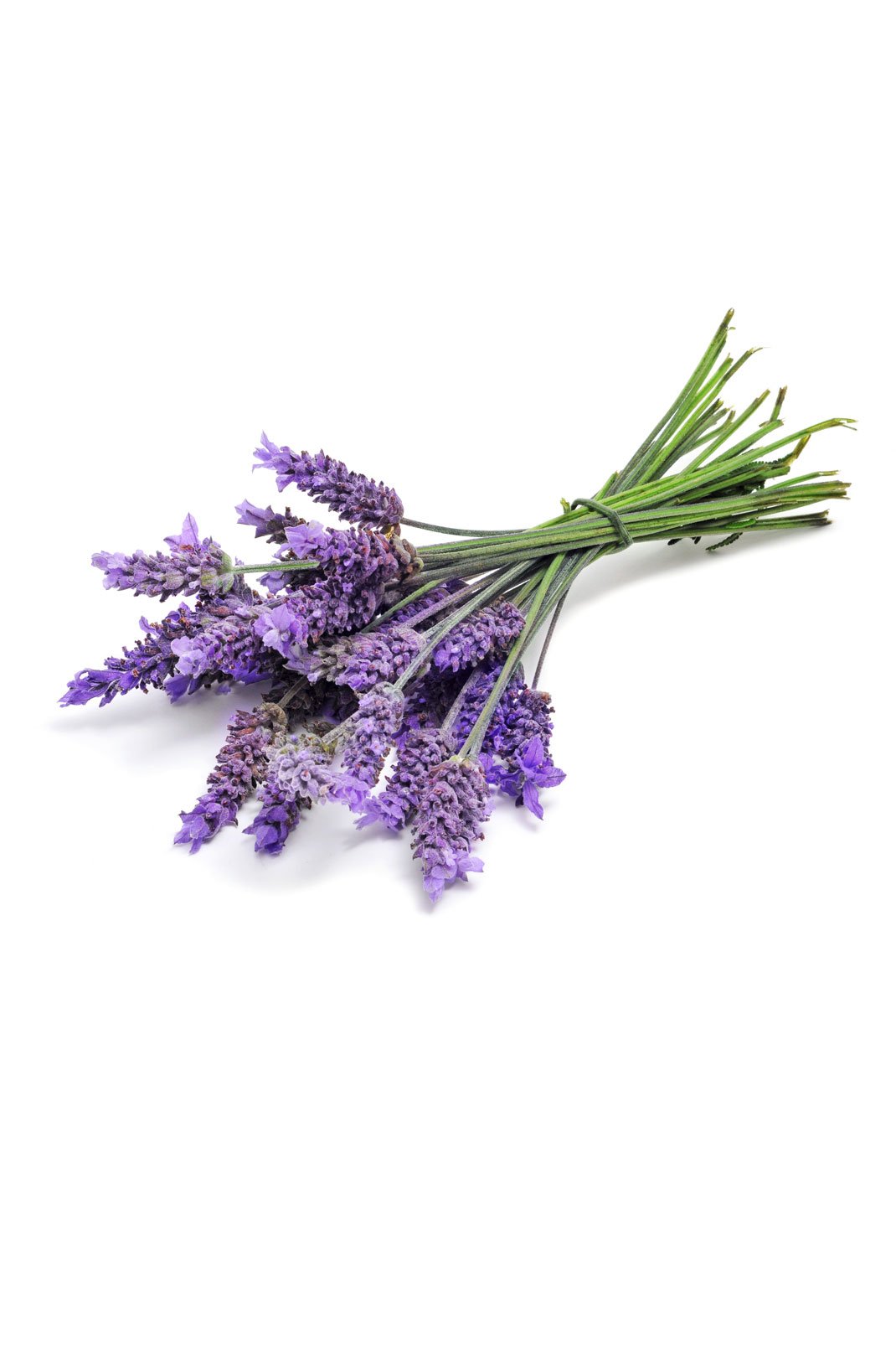 Lavanda